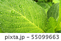 葉 55099663