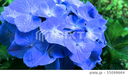 花 花 55099664