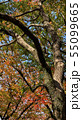 紅葉 55099665
