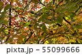 紅葉 55099666