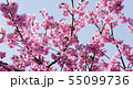桜 55099736