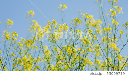 花 花 55099739