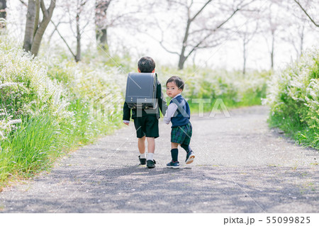 兄弟 桜 入学 入園 兄弟 桜 入学 入園 55099825