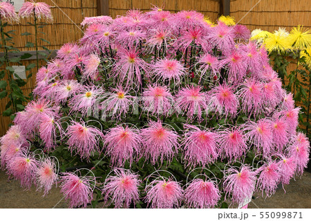 横浜・三渓園 55099871