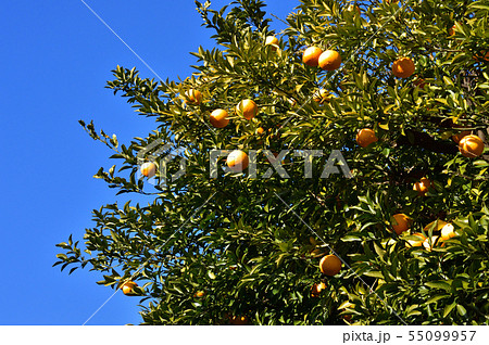 青空を背景として、柑橘系樹木に実った黄色い果実をローアングルで撮影した写真 55099957