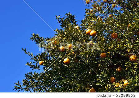 青空を背景として、柑橘系樹木に実った黄色い果実をローアングルで撮影した写真 青空を背景として、柑橘系樹木に実った黄色い果実をローアングルで撮影した写真 55099958