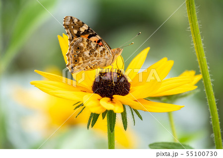 Butterfly Vanessa cardui sits on a yellow flower Butterfly Vanessa cardui sits on a yellow flower 55100730