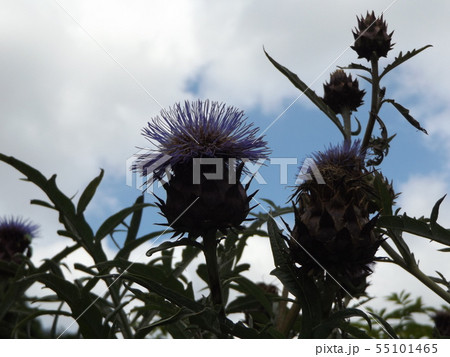 大きいアザミのような夏の花はカールドンの花の写真素材