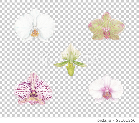 蘭の花のイラストのイラスト素材