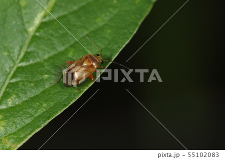 生き物 昆虫 ツマグロハギカスミカメ、ハギとつきますが柑橘類も好物のようでミカンの害虫とされています 生き物 昆虫 ツマグロハギカスミカメ、ハギとつきますが柑橘類も好物のようでミカンの害虫とされています 55102083