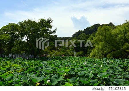 鎌倉・鶴岡八幡宮 鎌倉・鶴岡八幡宮 55102815