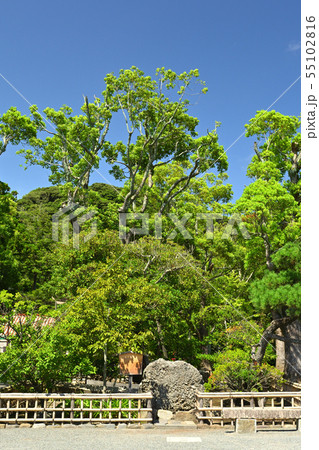 鎌倉・鶴岡八幡宮 鎌倉・鶴岡八幡宮 55102816