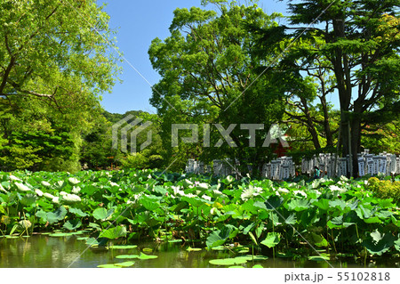 鎌倉・鶴岡八幡宮 鎌倉・鶴岡八幡宮 55102818