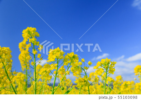 快晴に映える菜の花畑 55103098