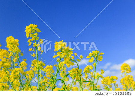 快晴に映える菜の花畑 55103105