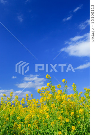 快晴に映える菜の花畑 55103113