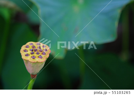 蓮の葉 蓮の葉 55103265