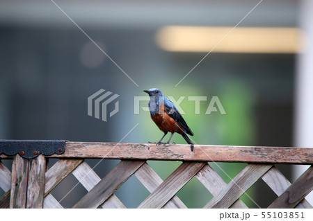 イソヒヨドリ♂ イソヒヨドリ♂ 55103851