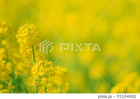 菜の花畑イメージ 菜の花畑イメージ 55104082