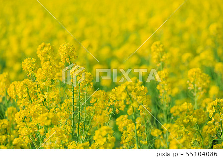 菜の花畑イメージ 55104086