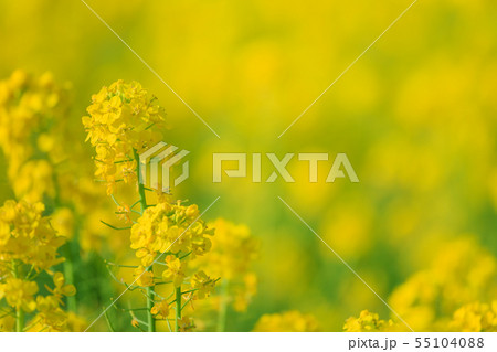菜の花畑イメージ 55104088