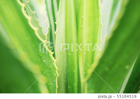 Leaves plant at sunrise. Leaves plant at sunrise. 55104519