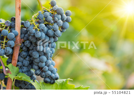 Bunch of grapes on a vineyard during sunset. 55104821