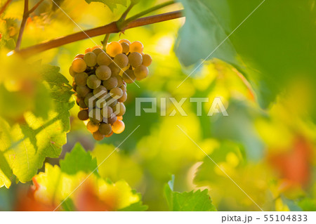 Bunch of grapes on a vineyard during sunset. Bunch of grapes on a vineyard during sunset. 55104833
