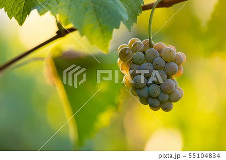 Bunch of grapes on a vineyard during sunset. 55104834