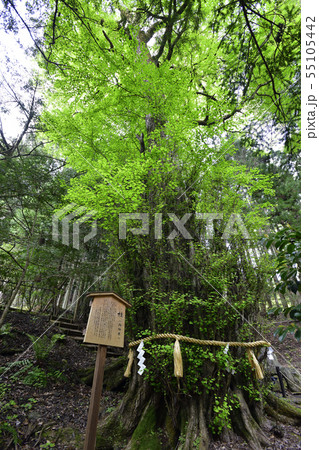 貴船神社 中宮・結社 御神木 貴船神社 中宮・結社 御神木 55105442