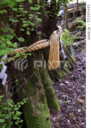 貴船神社 中宮・結社 御神木 貴船神社 中宮・結社 御神木 55105445