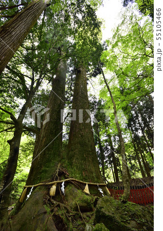 貴船神社 奥宮 相生の大杉 貴船神社 奥宮 相生の大杉 55105466