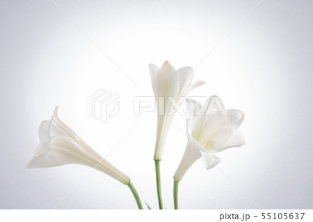 白ユリ　仏花 55105637
