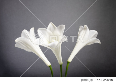 白ユリ 仏花 白ユリ 仏花 55105640