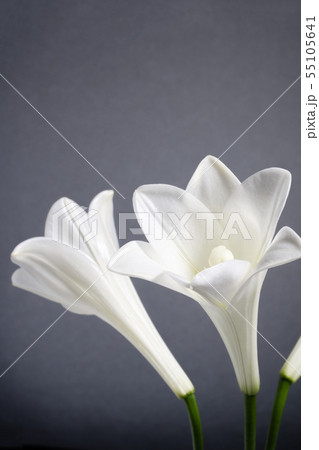 白ユリ 仏花 白ユリ 仏花 55105641