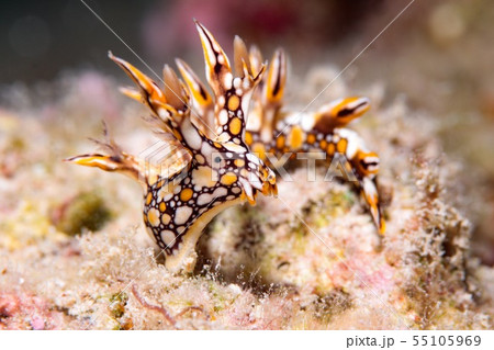 ヒオドシユビウミウシ 55105969