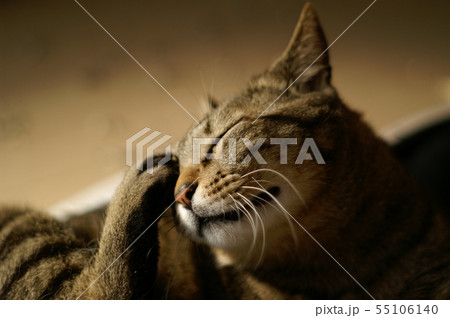 後ろ足で顔を掻く猫 (その2) 後ろ足で顔を掻く猫 (その2) 55106140