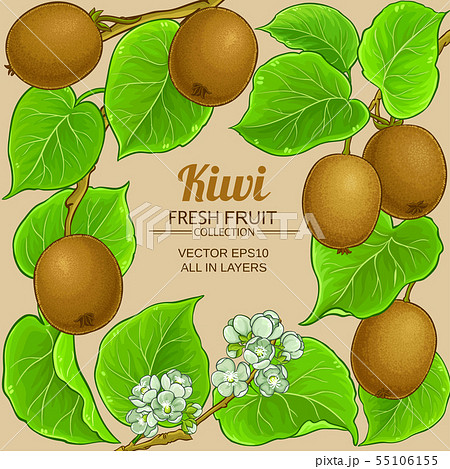 kiwi vector frame 55106155