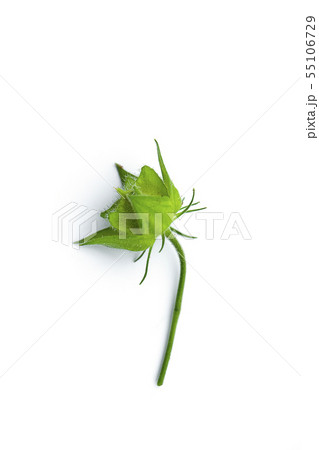 Yellow flower of Musk Mallow, Muskseed or Abel 55106729