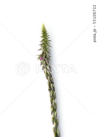The flower of Achyranthes aspera plant on white 55106732