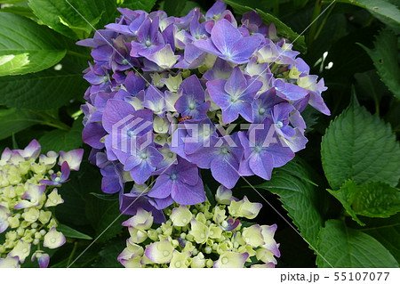 紫陽花　紫のグラデーション 55107077