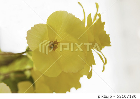 黄色ベゴニアが質感がよく描写されています。大きくすると質感が一層よく分かります。白バック 55107130