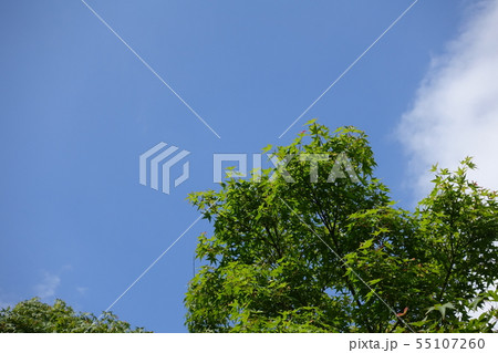 新緑　青もみじ 55107260