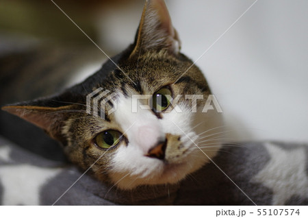 ねこ目線 55107574