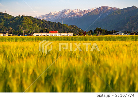 富山県 夕暮れの麦畑 のどかな田園風景の写真素材