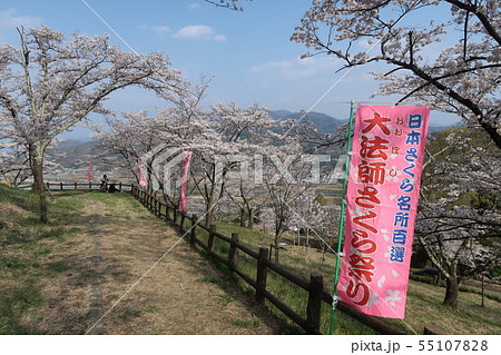 富士川町、大法師公園の桜まつり 富士川町、大法師公園の桜まつり 55107828