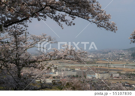富士川町、大法師公園の桜まつり 55107830