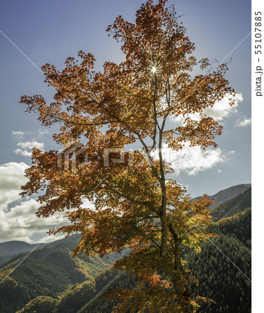 中国山脈の山頂に立つ紅葉樹と青空、遠景に山並みが見えます。 中国山脈の山頂に立つ紅葉樹と青空、遠景に山並みが見えます。 55107885