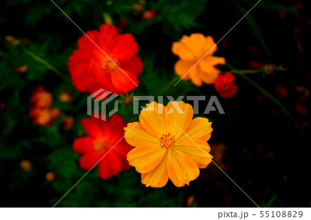 コスモス 55108829