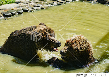 ヒグマ 55109723